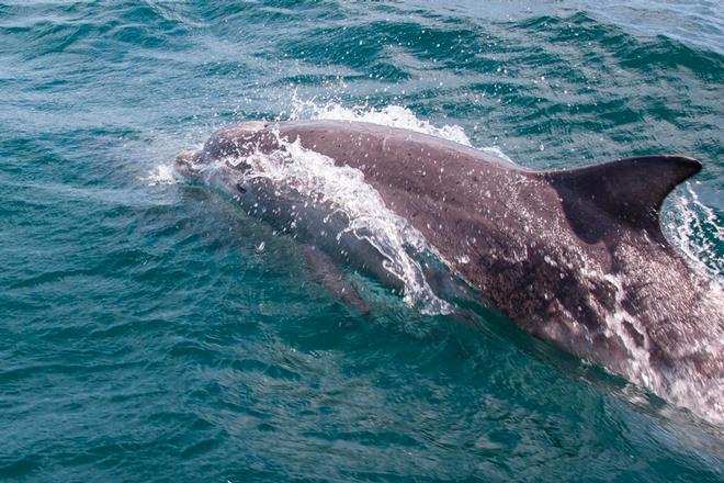 Guernsey to Alderney – Dolphins – ARC Channel Islands ©  Sarah Collins / WCC
